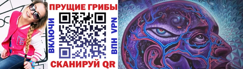 Галлюциногенные грибы Psilocybine cubensis Якутск